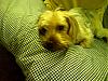 yorkie or silky-teddy7.jpg