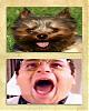 What Celebrity Does Your Yorkie Look Like?-eddicastanza.jpeg