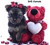 Before this site, I never knew that...-yokieterrierimage2..jpg