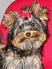 Before this site, I never knew that...-yorkieimage1..jpg