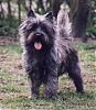 What Celebrity Does Your Yorkie Look Like?-toto2.jpg