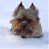 What Celebrity Does Your Yorkie Look Like?-eddie-looks-like-niko.jpg