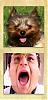 What Celebrity Does Your Yorkie Look Like?-eddicastanza.jpeg