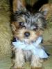im making a yorkie wallpaper...-billy-his-bow.jpg
