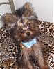 What Celebrity Does Your Yorkie Look Like?-yepimbailey.jpg