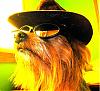 What Celebrity Does Your Yorkie Look Like?-mika.jpg