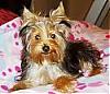 What Celebrity Does Your Yorkie Look Like?-avatar11515_3.jpg