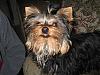 What Celebrity Does Your Yorkie Look Like?-img_2205.jpg