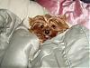 Do you think its bad?-louie-awwww-my-bed-all-covered-up-450-x-338-.jpg