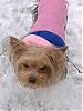 Does your fuzzy love the snow too?-lexie-003.jpg