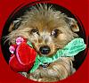 To All Lady Yorkies Out There...-wartoy.jpg