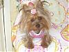 To All Lady Yorkies Out There...-cimg0084.jpg