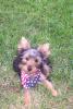 Let's see those 4th of July Pics.-starsky-pup-039.jpg