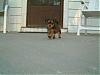 Reece at 7 months old!!-snugglepuppie-021.jpg