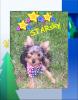 Let's see those 4th of July Pics.-starsky-pup-039.jpg