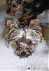 How many of you have a yorkie that LOVES to get a bath?-100_1550.jpg