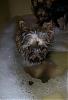 How many of you have a yorkie that LOVES to get a bath?-100_1555.jpg