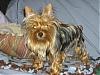 silky terrier?-01-17-07-014.jpg