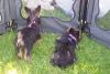 Yorkie Siblings meet up in Colorado-starsky-pup-031.jpg