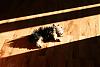 Does your YORKIE like to Sun Bathe?-img_7166.jpg