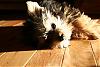 Does your YORKIE like to Sun Bathe?-img_6707.jpg