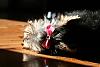 Does your YORKIE like to Sun Bathe?-img_6958.jpg