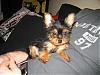 Let See Your "Big Men with Little Yorkie" Pictures!-izzie-004.jpg