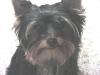 male yorkie hair styles...-mvc-046s.jpg