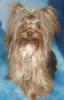 male yorkie hair styles...-chester-7-05-op.jpg