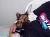 Let See Your "Big Men with Little Yorkie" Pictures!-bella-sleeping-dad-kitchen-450-x-338-.jpg