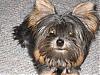 Anyone else have a darker yorkie..?-img_1308.jpg