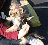 Time to Show your (MORKIE)-113997720-m-1.jpg