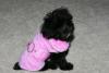 Morkies-img_9875pinkdressweb.jpg