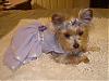 Tinkerbell in her Lavender dress, I made it today!!!-picture-2800.jpg