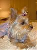 Tinkerbell in her Lavender dress, I made it today!!!-picture-2804.jpg