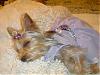 Tinkerbell in her Lavender dress, I made it today!!!-picture-2795.jpg