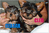 Anyone else have a darker yorkie..?-page2.gif