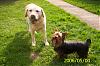 will yorkie and lab puppies be good brothers-100_0391-400-x-263-.jpg