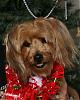 Is my dog a Yorkie?-copy-bogie3.jpg