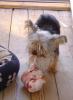 Do you give your yorkie bones??-knogle.jpeg