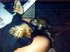 Look at my little lap baby!!-parker-004.jpg