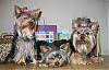 Triplets 1st Birthday party!!!-puppies-party.jpg