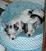 Here they are  Harlie and Hallie-im002270r.jpg