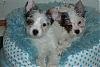 Here they are  Harlie and Hallie-im002274r.jpg