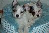 Here they are  Harlie and Hallie-im002274r.jpg