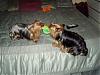Action shots of my babies playing...-bella-n-louie-little-tug-o-war-450-x-338-.jpg