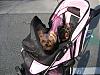 Girls LUV their stroller and carseat!-new-stroller.jpg