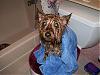 Guess who got bathed next-towel-768-x-576-.jpg