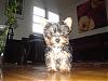 MY new Yorkie :)-5.jpg