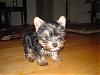 MY new Yorkie :)-6.jpg